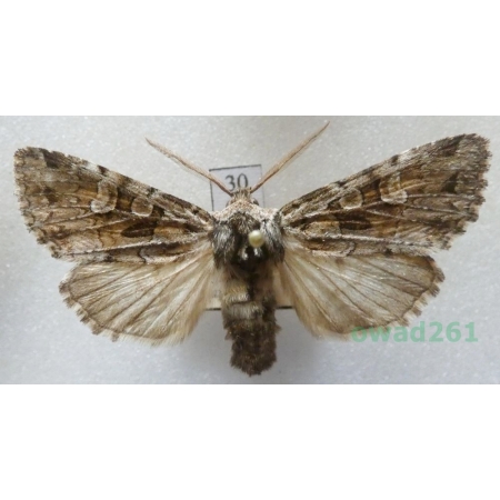 Pachetra sagittigera (Hufnagel, 1766) Czech30